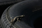 Tire Lizard