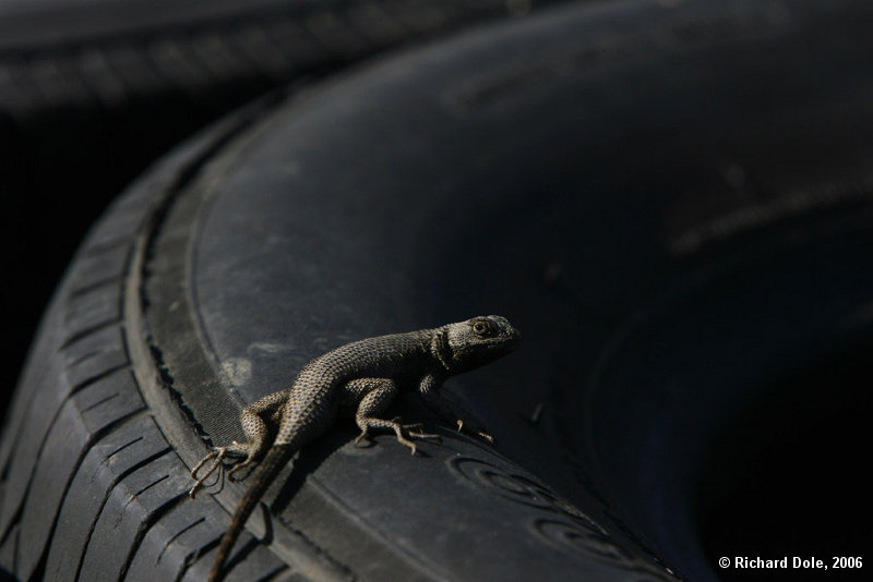 Tire Lizard